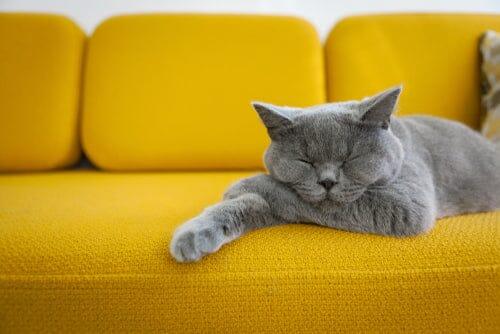 Warum schlafen Katzen so viel? - HenArt® | Nachhaltiges Tierfutter für Hund und Katze 