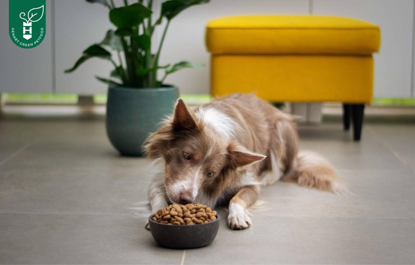 Die Vor- und Nachteile einer vegetarischen Ernährung für Hunde - HenArt® | Nachhaltiges Tierfutter für Hund und Katze 